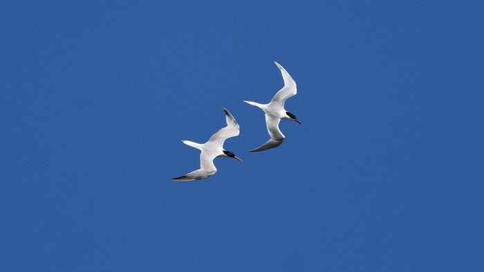 Elegant Tern