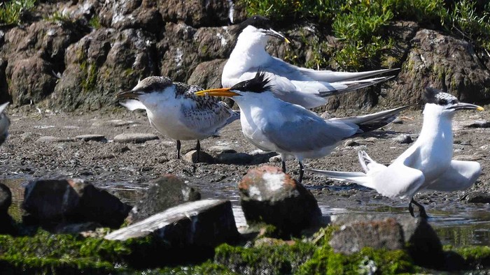 Elegant Tern