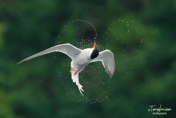 Common Tern