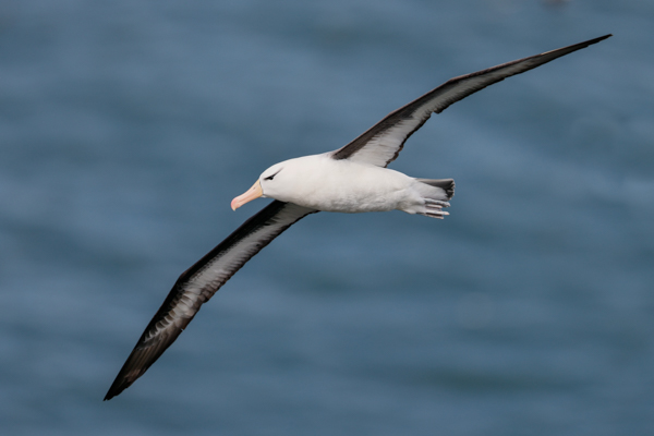 Black-browed Albatross