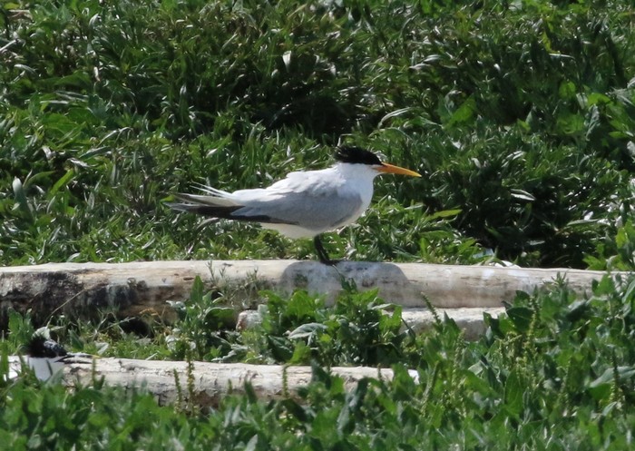 Elegant Tern
