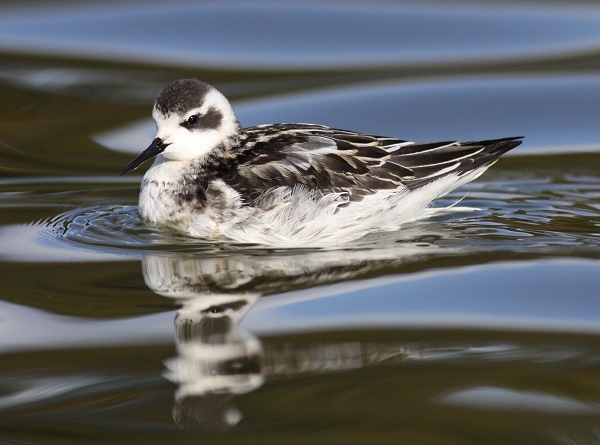 Red-necked Phalarope
