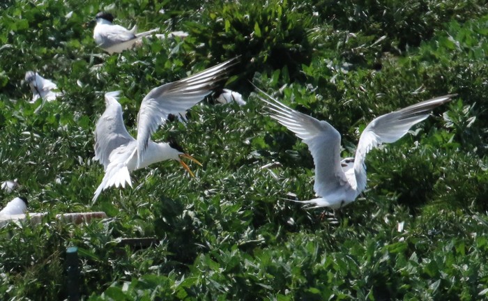 Elegant Tern