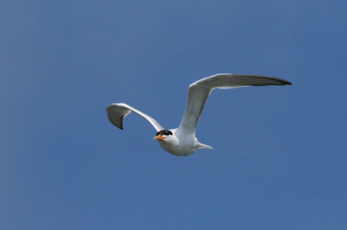 Elegant Tern