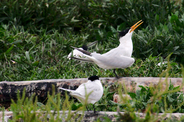Elegant Tern