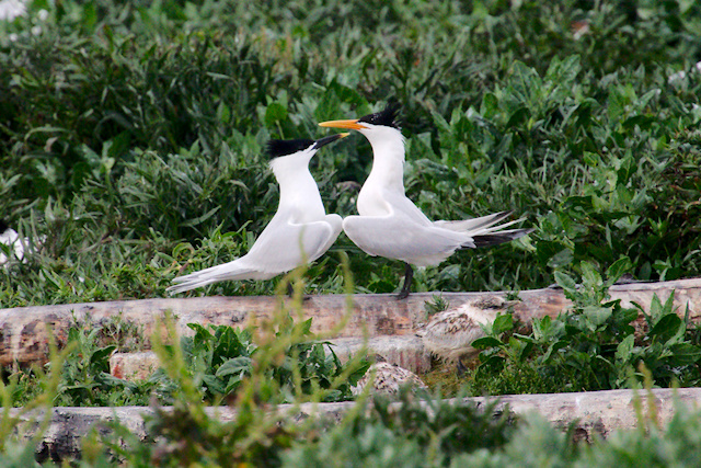 Elegant Tern