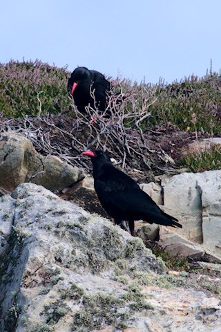 Chough