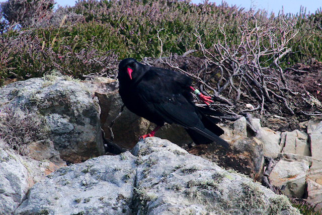 Chough