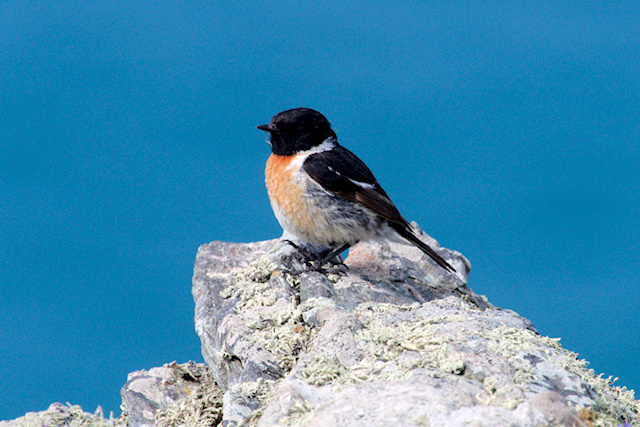Stonechat