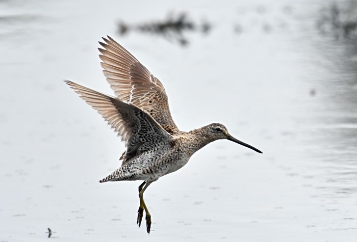 Short-billed Dowitcher