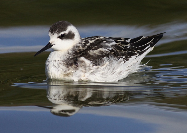 Red-necked Phalarope