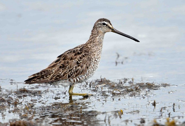 Short-billed Dowitcher