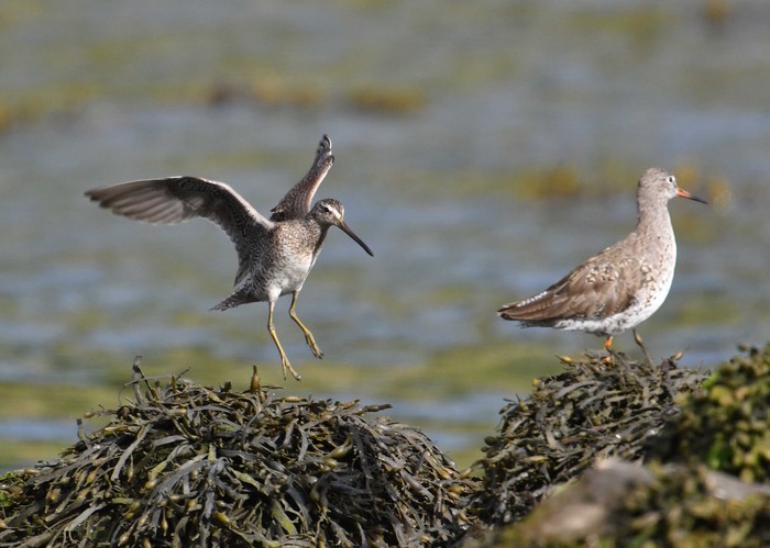Short-billed Dowitcher