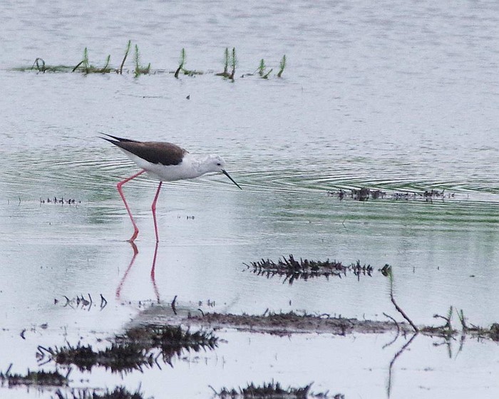 Black-winged Stilt