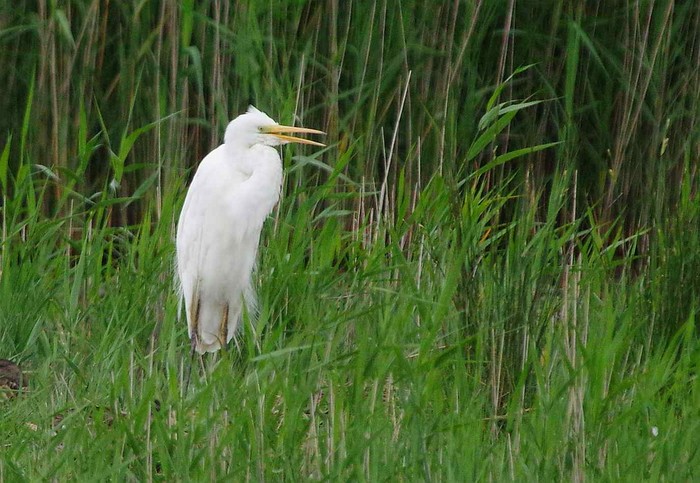 Great White Egret