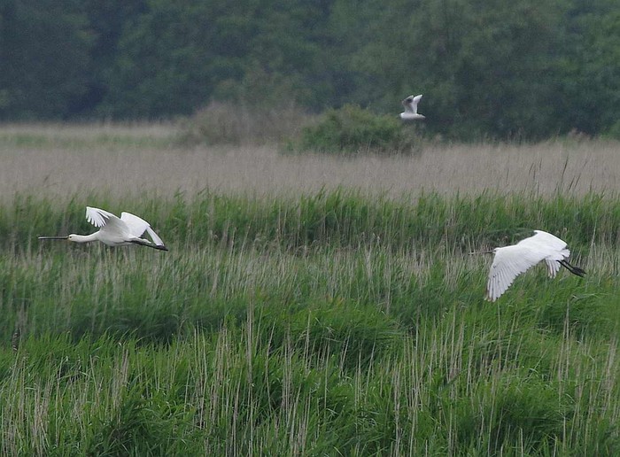 Spoonbill