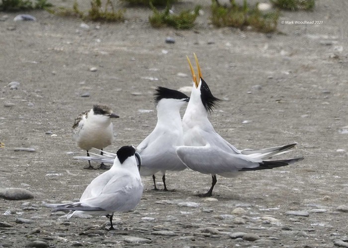 Elegant Tern