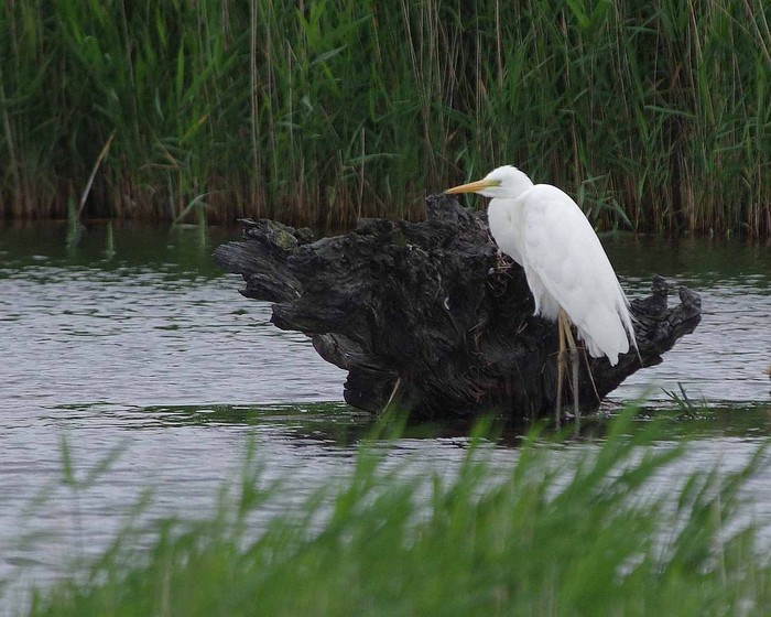 Great White Egret
