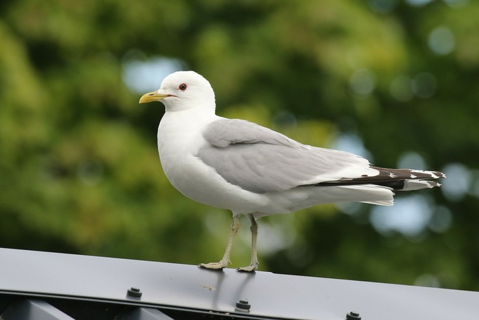 Common Gull