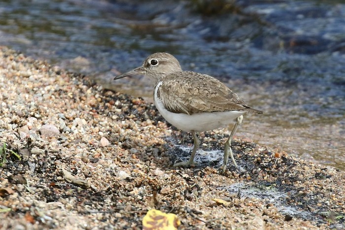 Common Sandpiper