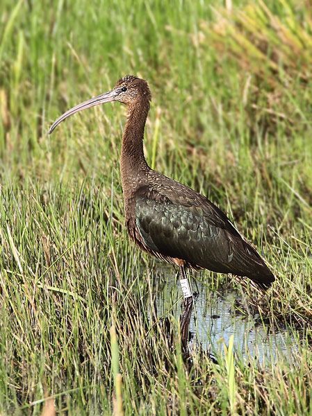 Glossy Ibis