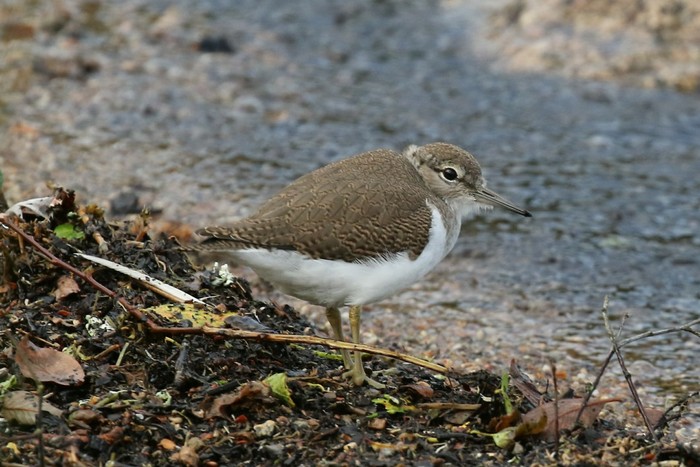 Common Sandpiper