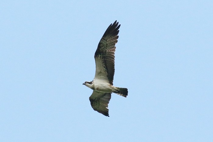 Osprey