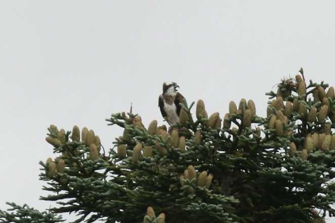 Osprey