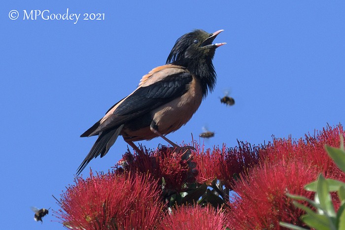 Rose-coloured Starling