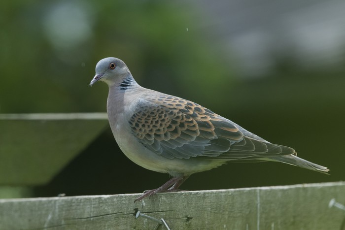 Western Rufous Turtle Dove