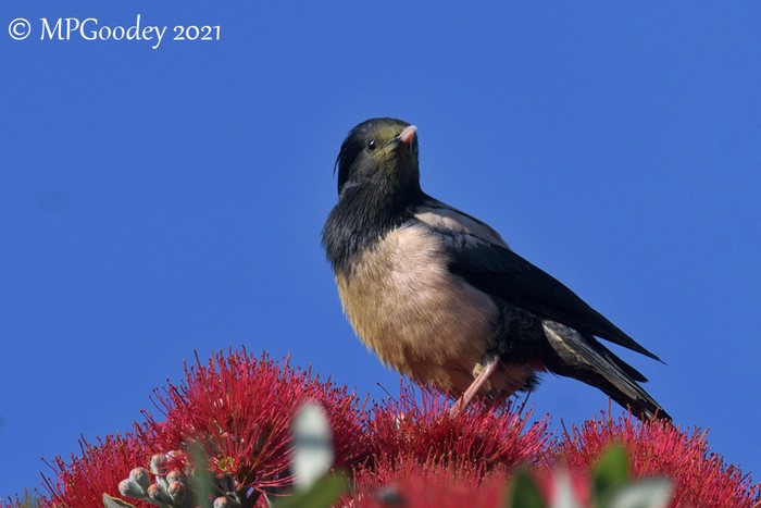 Rose-coloured Starling