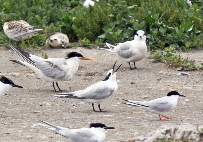 Elegant Tern