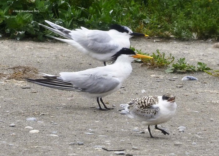 Elegant Tern