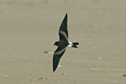 Leach's Petrel