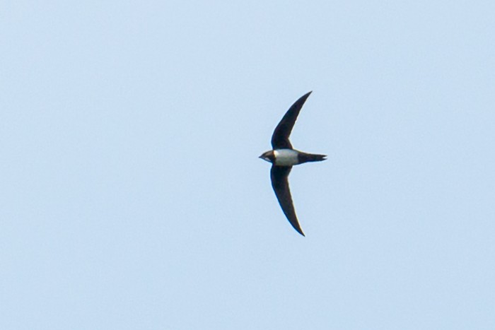 Alpine Swift