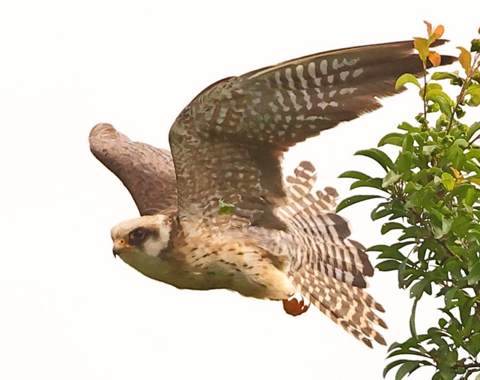Red-footed Falcon
