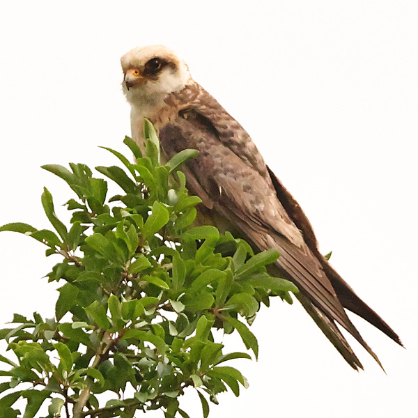 Red-footed Falcon