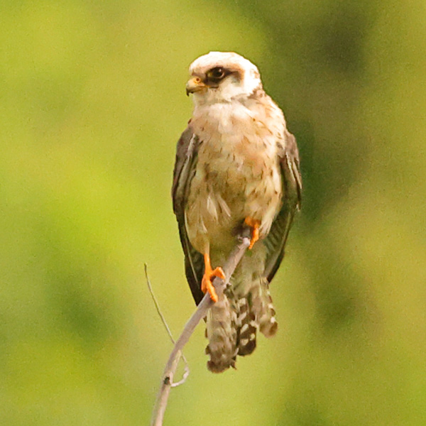 Red-footed Falcon