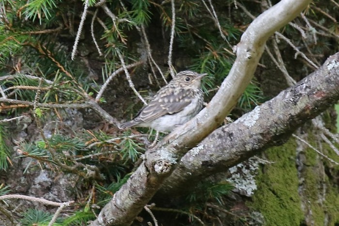 Spotted Flycatcher