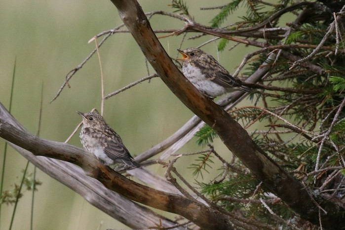 Spotted Flycatcher