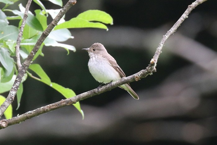 Spotted Flycatcher
