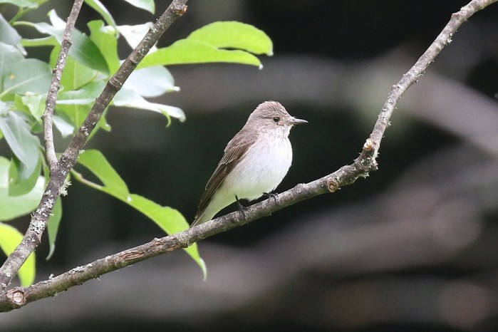 Spotted Flycatcher