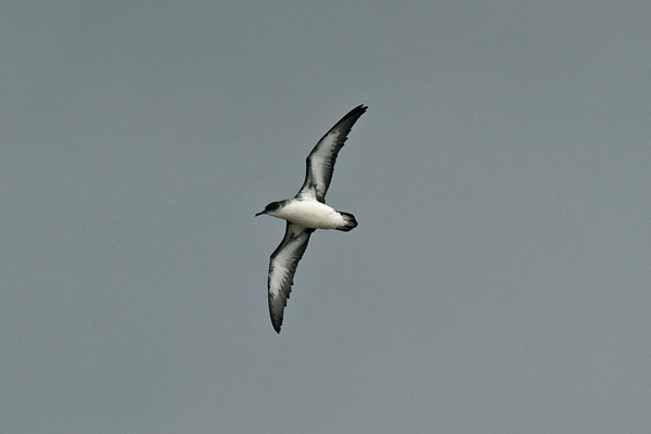 Manx Shearwater