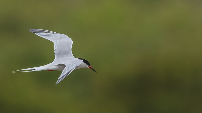 Roseate Tern