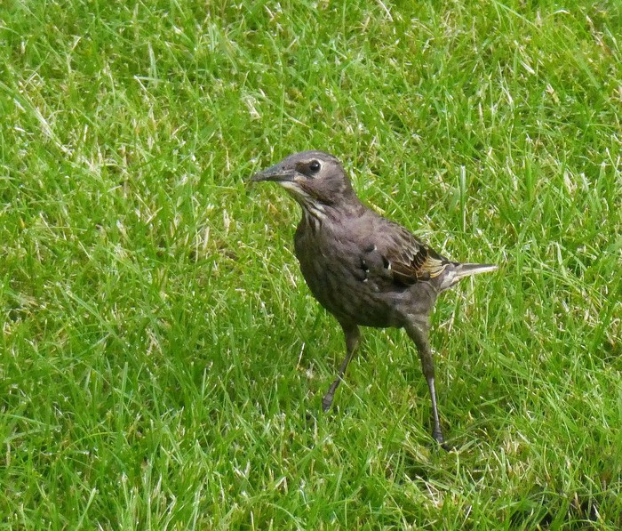 Starling