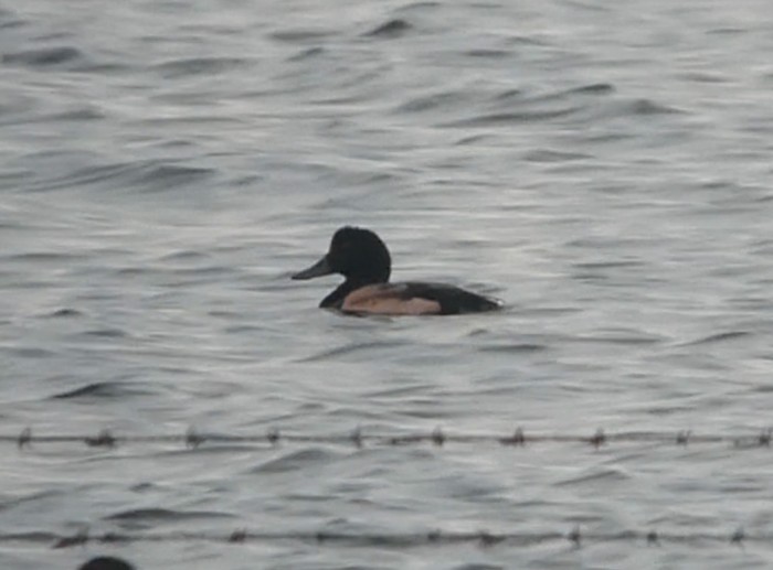 Scaup
