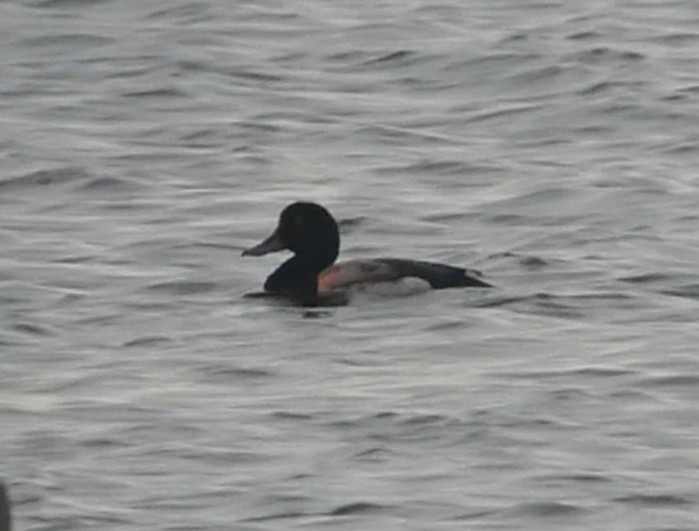 Scaup