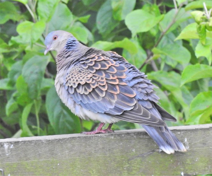 Western Rufous Turtle Dove