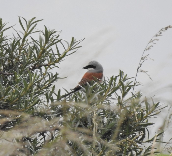 Red-backed Shrike