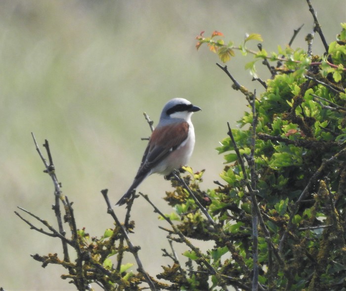 Red-backed Shrike